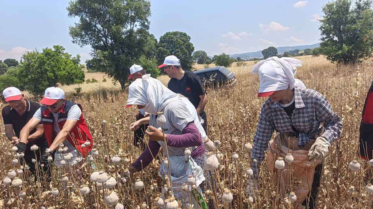 Uşak'ta Haşhaş Hasadı Sahada Yakın Takipte