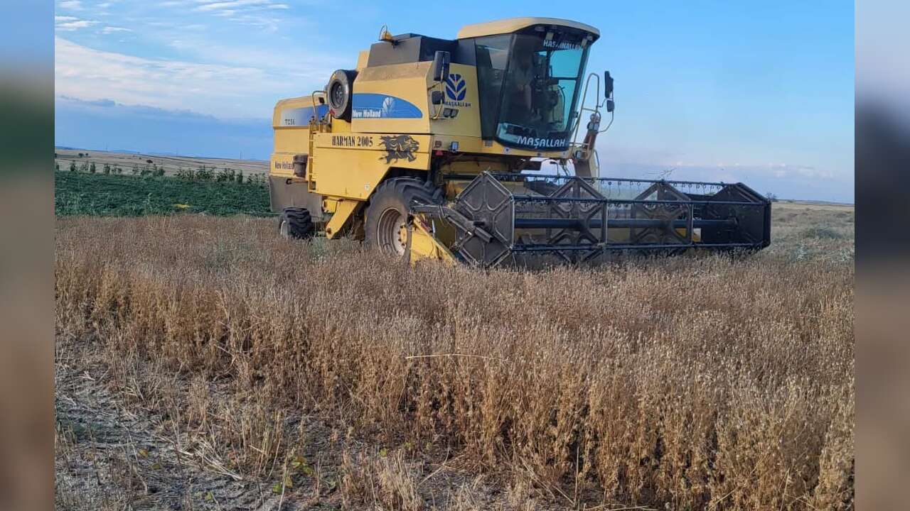 Uşak Tarımının Yeni Rotası Çörekotu Verimi Yüz Güldürdü