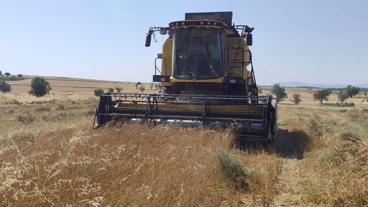 Uşak'ta Alternatif Tarıma Destek Kişniş Hasadı Yerinde İncelendi