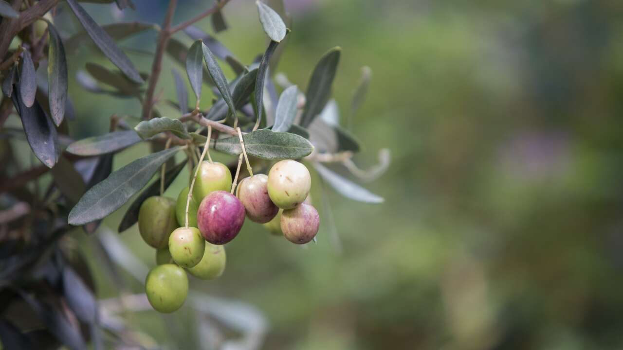 Uşak’ın 34 Köyünde Zeytin Seferberliği Başvuru Şartları Açıklandı