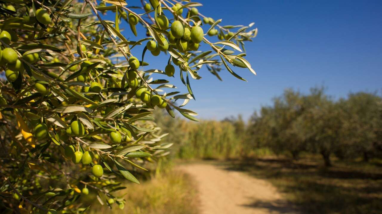 Uşak’ta Zeytin Bahçelerinde Mücadele Dönemi