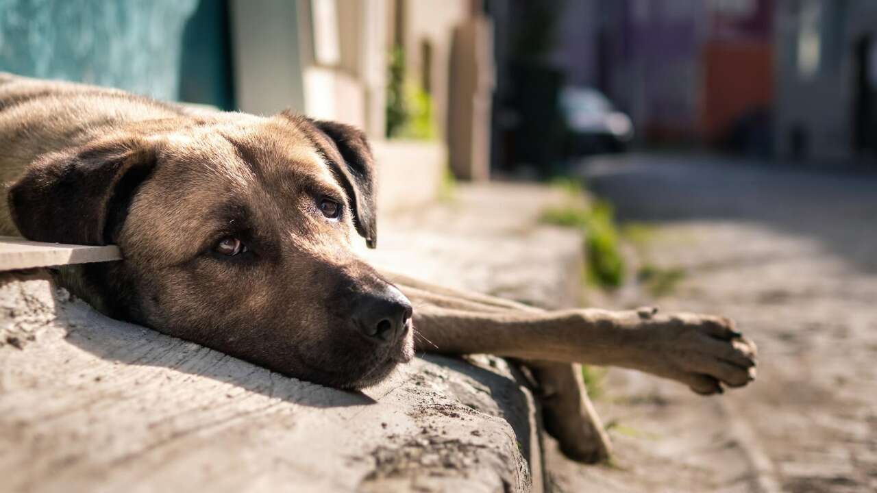 Uşak’ta Binlerce Sahipsiz Köpek Toplandı Yeni Kararlar Alındı