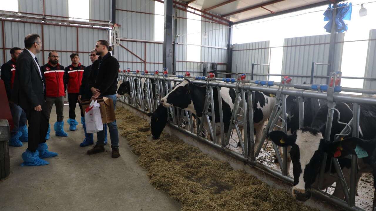 Uşak Hayvancılıkta Zirveye Oynuyor Türkiye’nin En İyi 8 İlinden Biri
