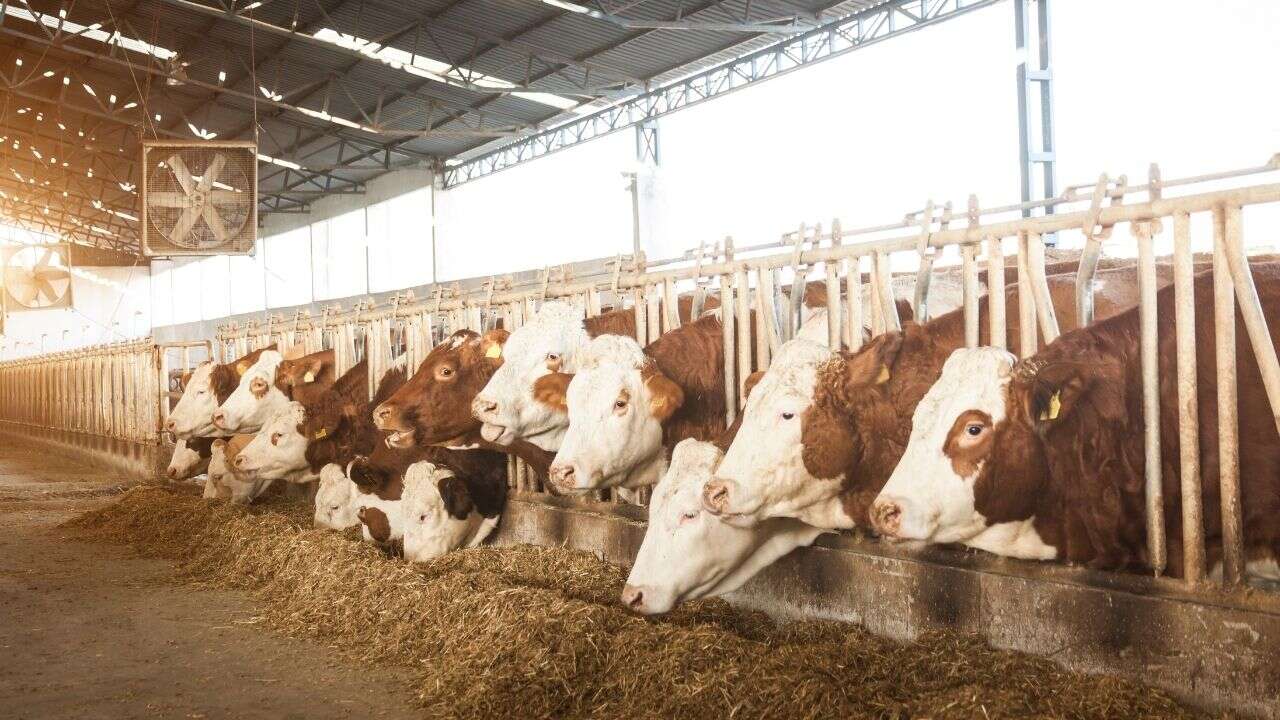 Şap Hastalığı Yayılıyor: Ulubey Kaymakamlığı Acil Önlemleri Devreye Aldı