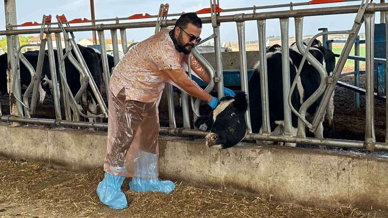 Ulubey'de Brusella Taraması Gerçekleştirildi