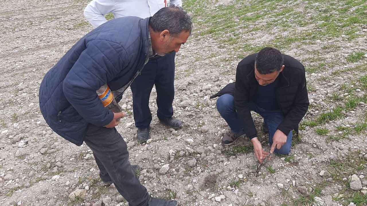 Uşak’ta Zararlılar Hareketlendi: Tarlalarda Kontroller Sıklaştı