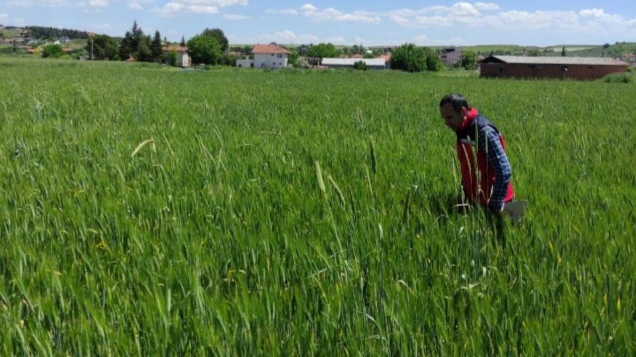 Uşak’ta Hububat Arazileri Mercek Altında